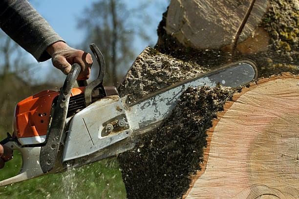 The Steps Involved in Our Tree Care Process in Arcade, GA